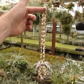 Seashell Tillandsia Hanger - 12"