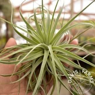 Tillandsia velickiana