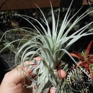 Tillandsia gardneri
