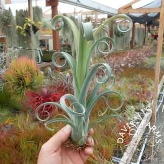 Tillandsia curly slim (T. intermedia x streptophylla)