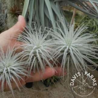 Tillandsia tectorum Ecuador