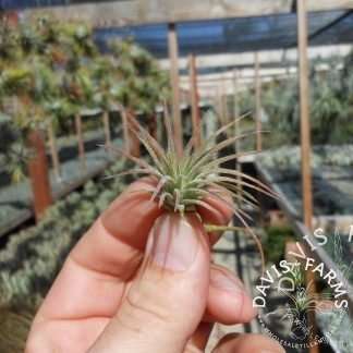 Tillandsia ionantha fuego air plant view