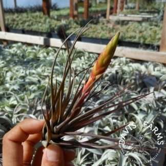 Tillandsia tricolor v. melanocreter air plant