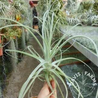 Tillandsia straminea