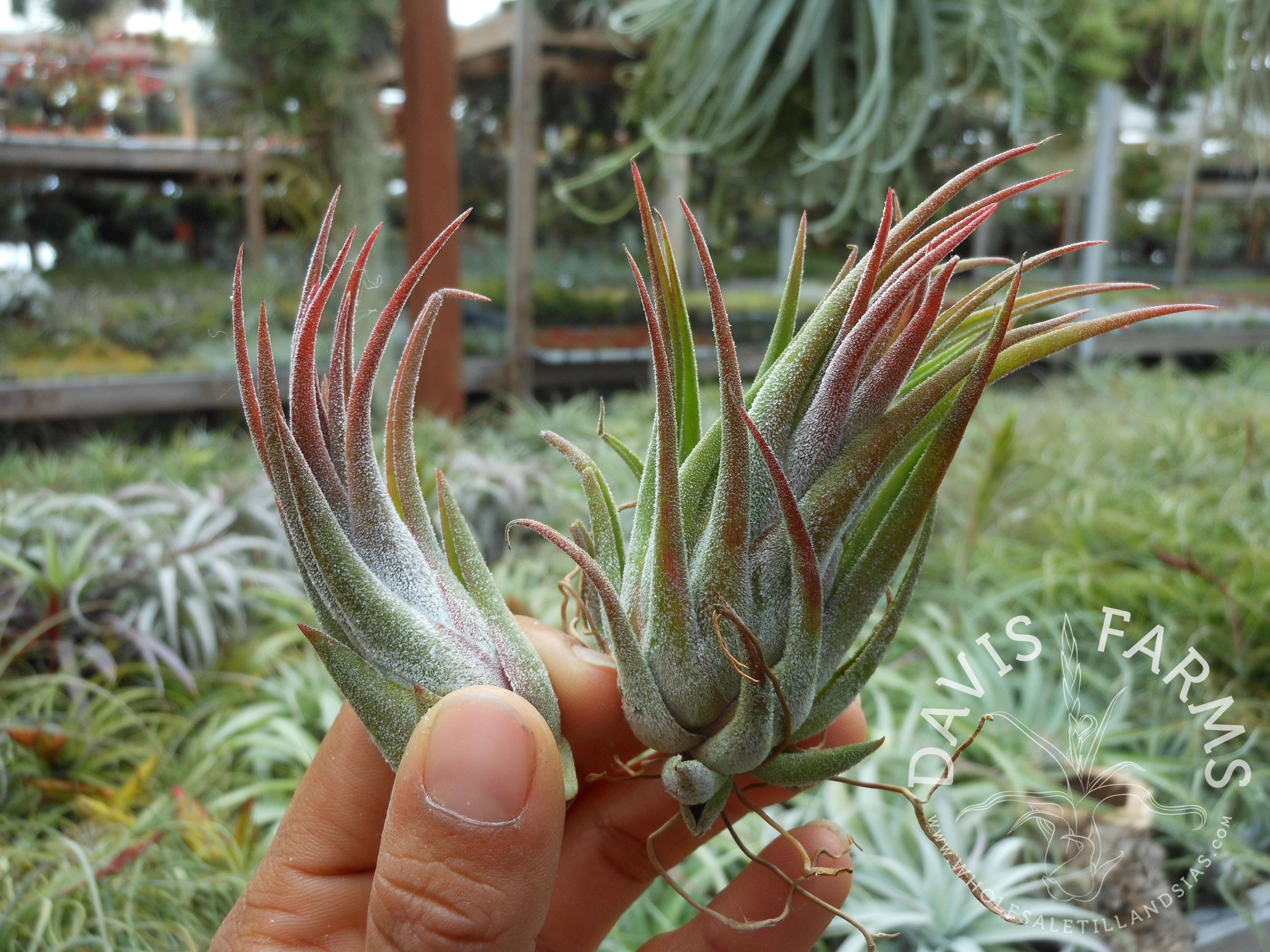 Tillandsia seleriana x ionantha air plant close-up