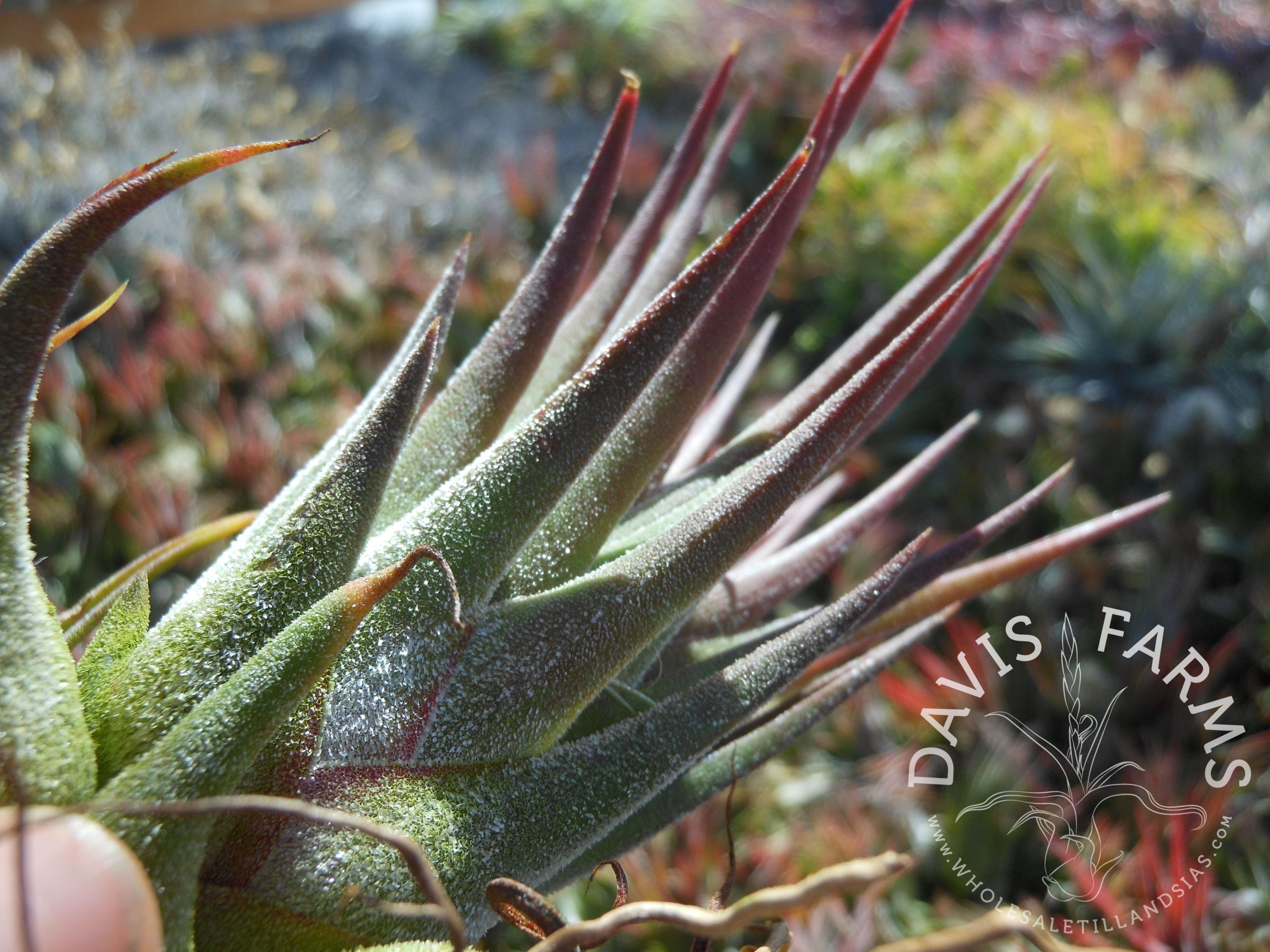 Tillandsia seleriana x ionantha air plant