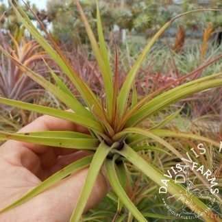 Tillandsia brachycaulos x concolor
