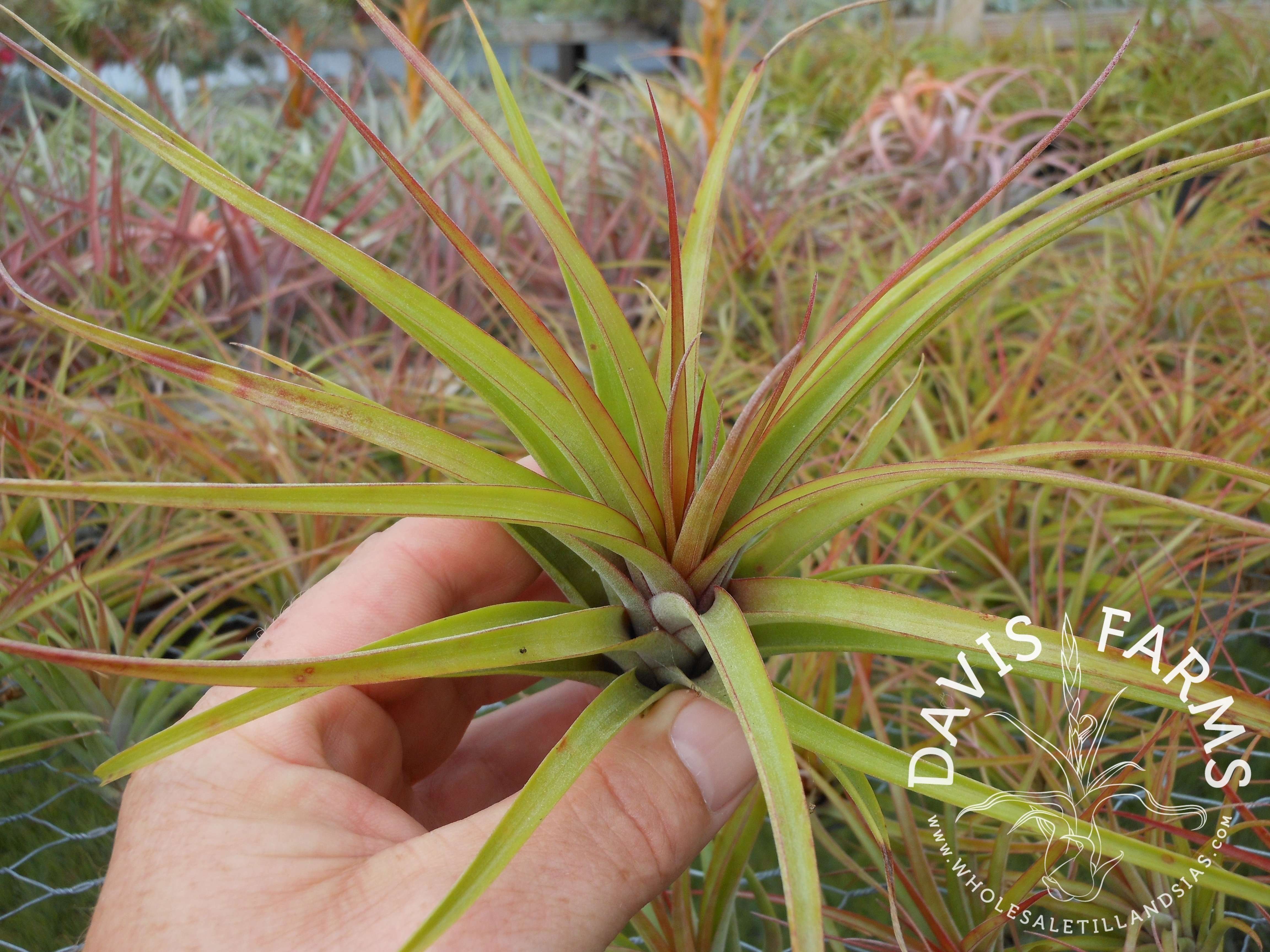 Tillandsia brachycaulos x concolor air plant view