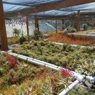 SALE PLANTS Variety Pack