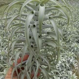 Tillandsia cacticola long form