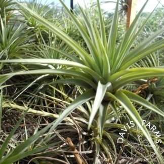Tillandsia espinosae GIANT form