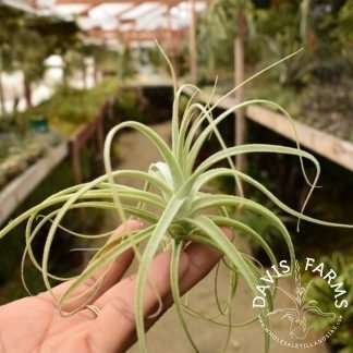 Tillandsia straminea dwarf