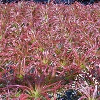 Tillandsia brachycaulos select - red air plant, live specimen