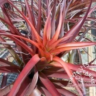Tillandsia capitata red Coral