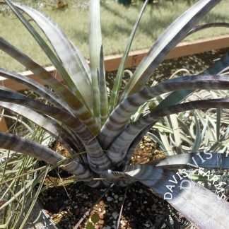 Tillandsia hildae