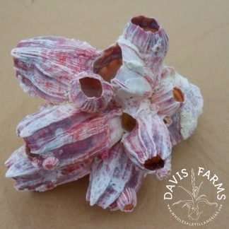 Barnacle Cluster
