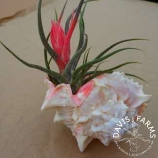Pink Murex Shell