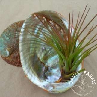 Abalone Shell