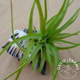 Black Murex Shell