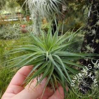 Tillandsia houston green compact
