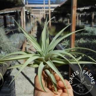 Tillandsia capitata peach air plant