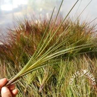 Tillandsia festucoides