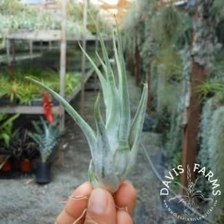 Tillandsia paucifolia