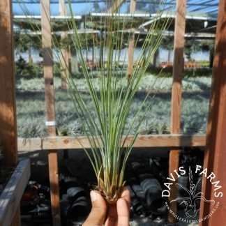 Tillandsia juncifolia