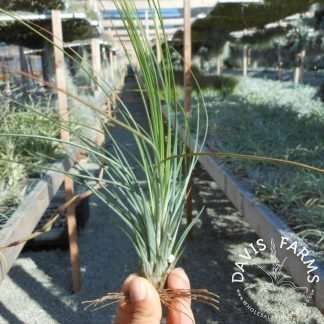Tillandsia juncea