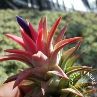 Tillandsia ionantha v. vanhyningii