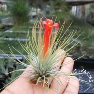 Tillandsia andreana air plant close-up