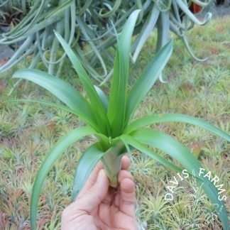 Tillandsia flabellata Green