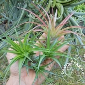 Tillandsia brachycaulos