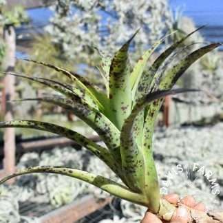 Tillandsia roezlii
