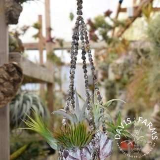 Seashell hanger with barnacle