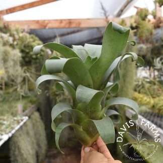 Vriesea botafogensis