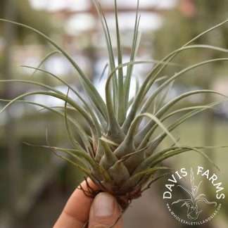 Vriesea chontalensis