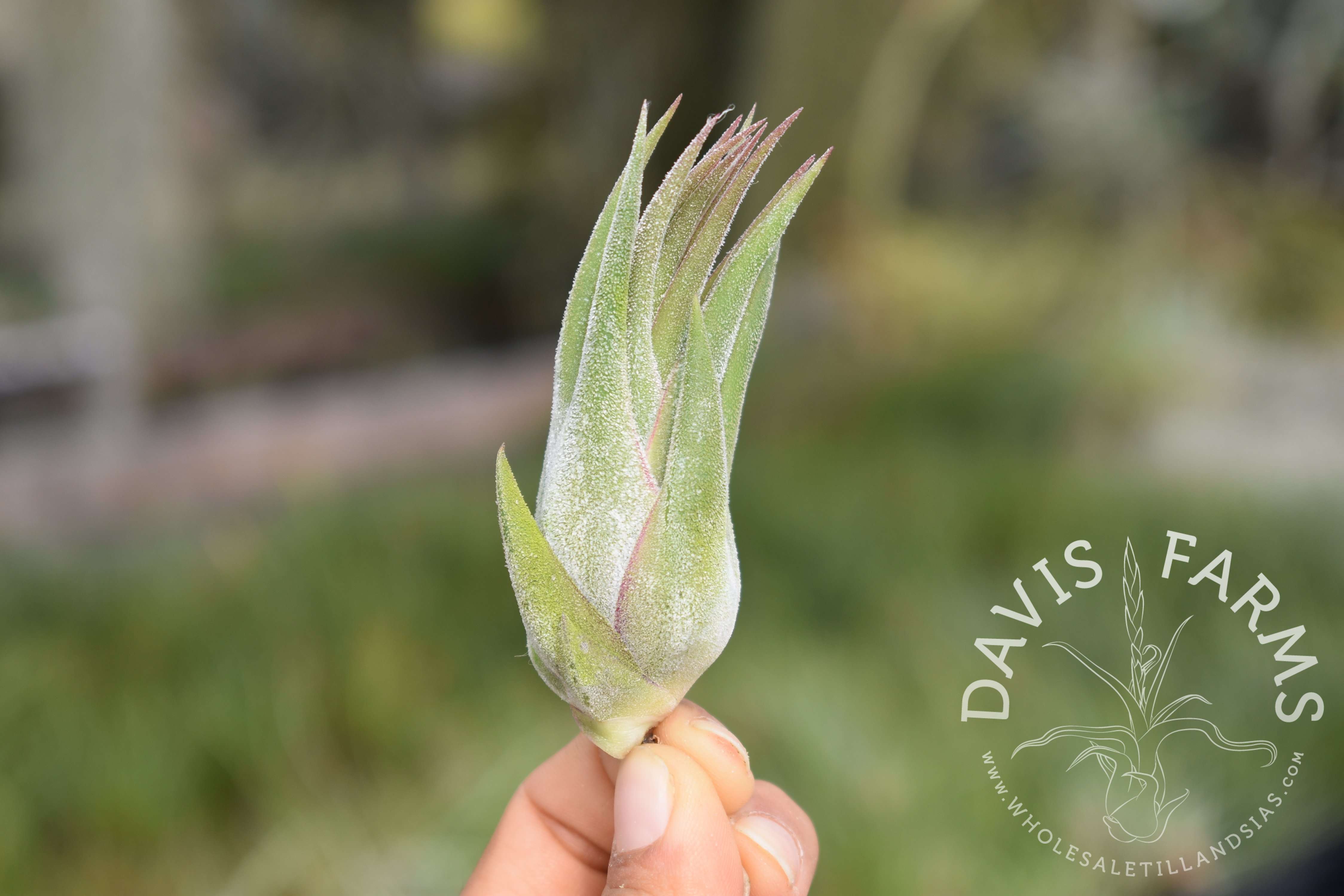 Tillandsia seleriana x ionantha air plant view