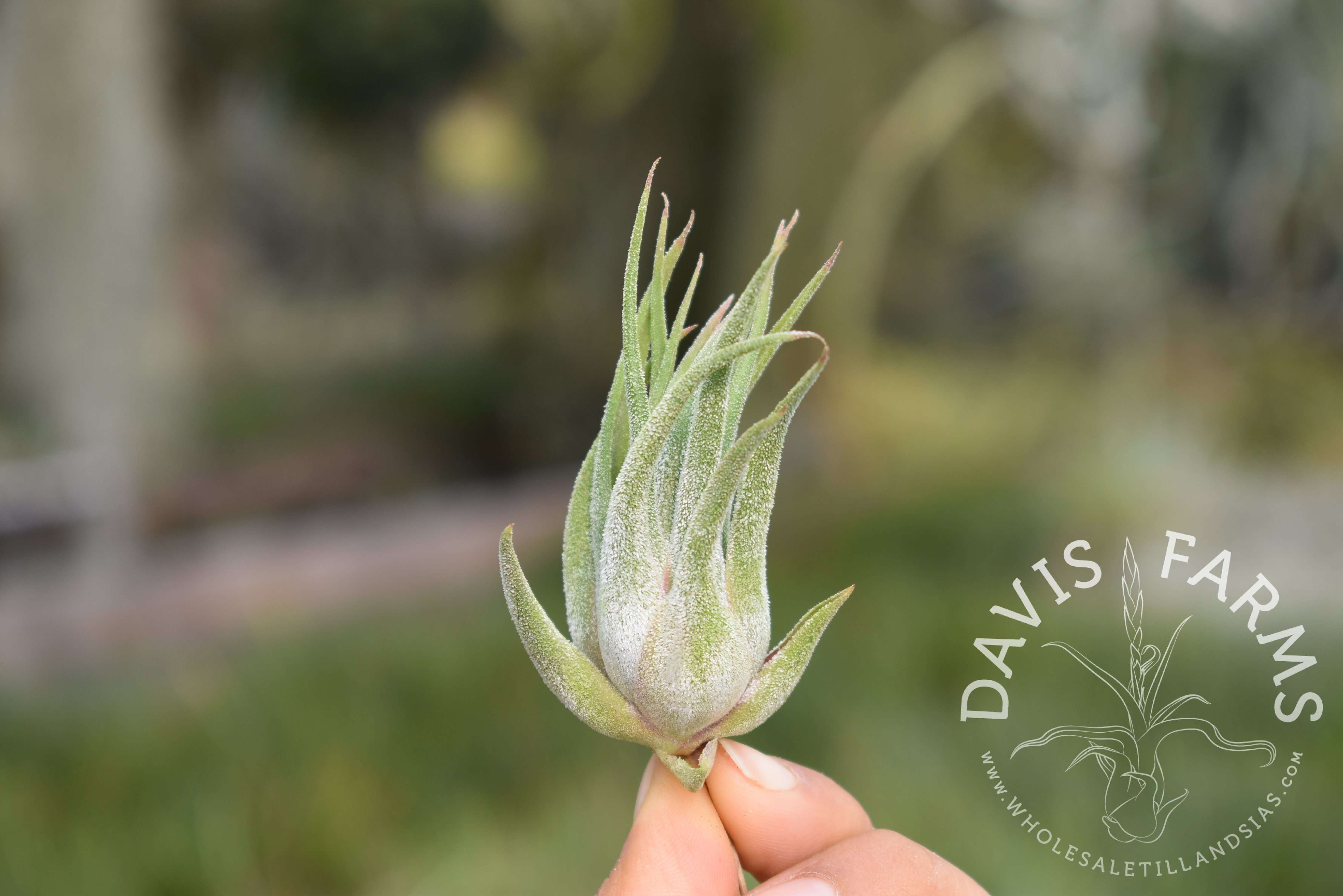 Tillandsia seleriana x ionantha air plant