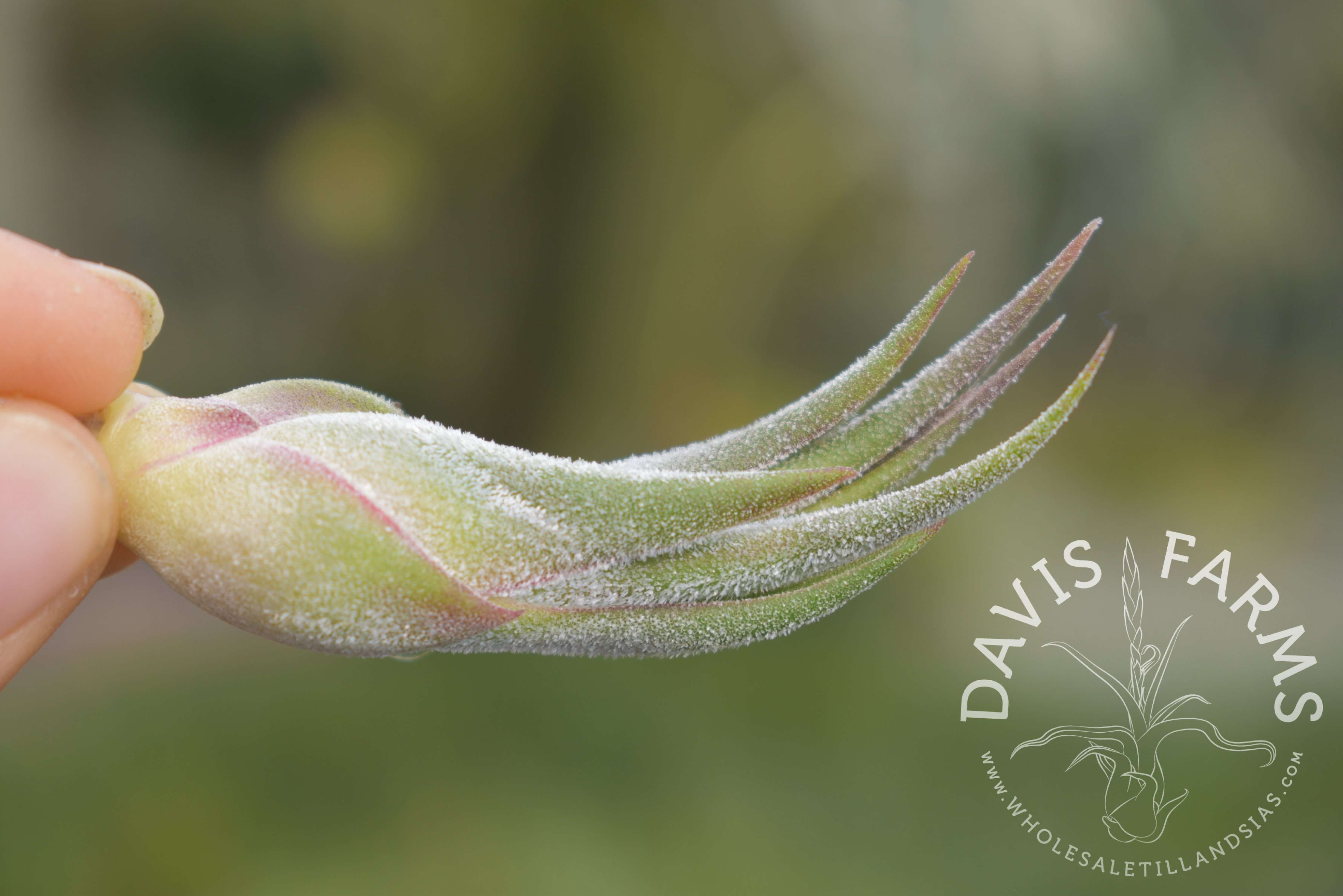Tillandsia seleriana x ionantha air plant, live specimen