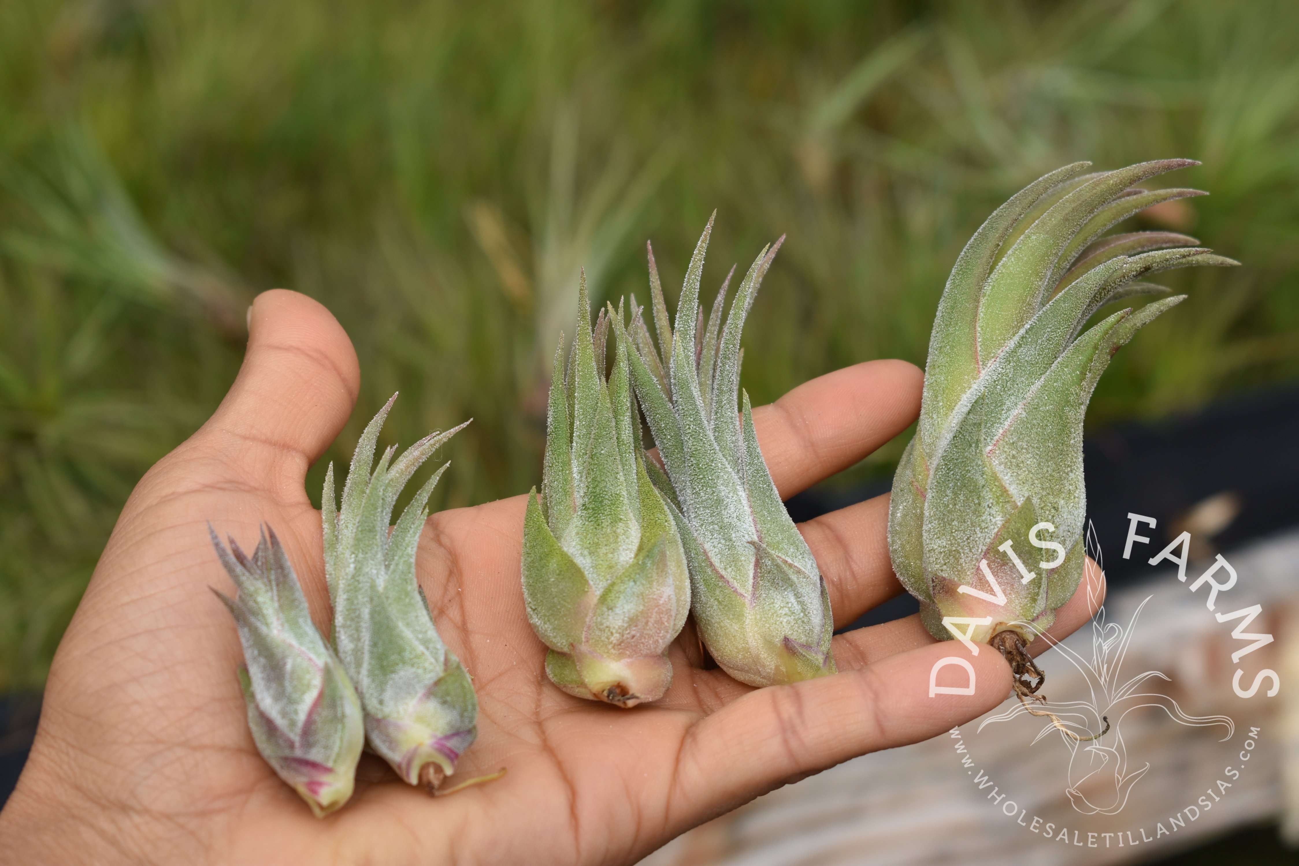 Tillandsia seleriana x ionantha air plant close-up