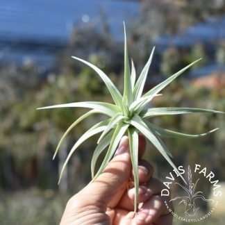 Tillandsia stricta angel white form