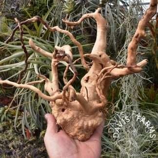 Hardwood rootstock