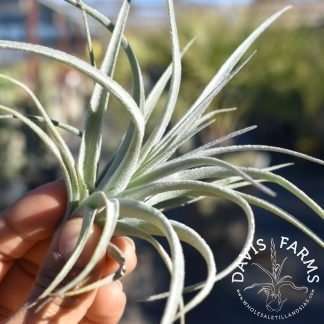 Tillandsia pohliana