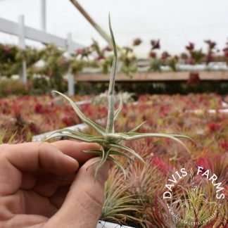Tillandsia reichenbachii
