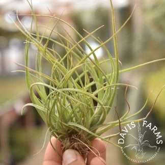 Tillandsia Moonlight, small clump