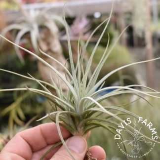 Tillandsia reducta