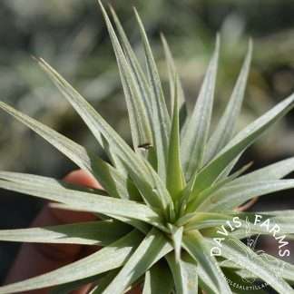 Tillandsia espinosae