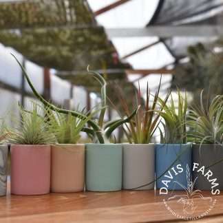 Ceramic pots for Tillandsias