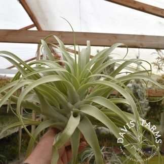 Tillandsia cacticola, Giant Form